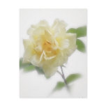 Creamy Yellow Rose Creamy Yellow Rose