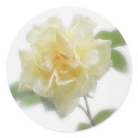 Creamy Yellow Rose Creamy Yellow Rose