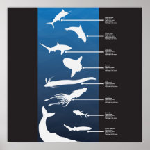 Creatures of the Open Ocean Print