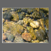 Creek Bed Postcard postcards
