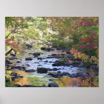 Creek in Connecticut Poster