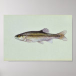 Creekchub Print