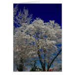 creel snow tree card
