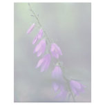 Creeping bellflower. flowers letterhead template