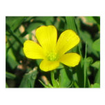 Creeping Oxalis Post Cards
