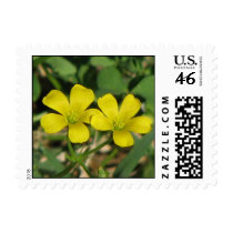 Creeping Oxalis postage by princessklb07 Creeping Oxalis postage