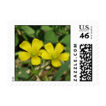 Creeping Oxalis postage