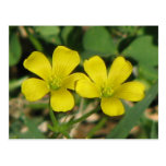 Creeping Oxalis Postcard