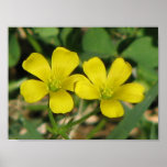 Creeping Oxalis Posters