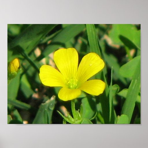 Creeping Oxalis Poster