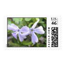 Creeping Phlox Flowers Stamps