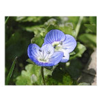 Creeping Speedwell (Veronica filiformis) Flowers print
