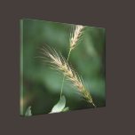 Creeping Wild Rye Canvas Print canvas prints