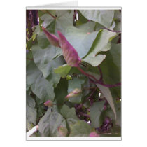 Creepy Crawlies Cards