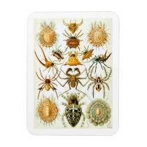 Creepy Spiders Magnet magnets