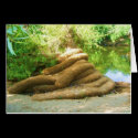 Creepy Tree Trunk cards