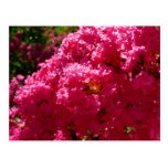 Crepe Myrtle Postcard