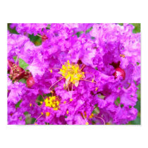 Crepe Myrtle posters