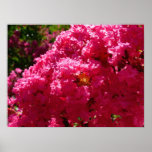 Crepe Myrtle Poster Print