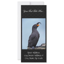 Crested Auklet, St. George Island, Pribilofs Rack Card Design