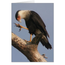 Crested Cara Cara cards