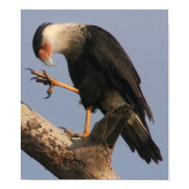 Crested Cara Cara posters by wildlifezoo Crested Cara Cara posters