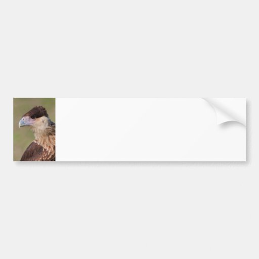 Crested Caracara Bumper Sticker