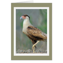 Crested Caracara Greeting Card