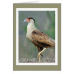 Crested Caracara cards