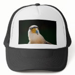 Crested Caracara hats