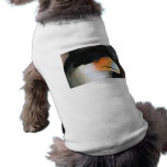 Crested caracara hawk head shot picture photo dog clothes