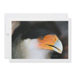 Crested caracara hawk head shot picture photo announcements