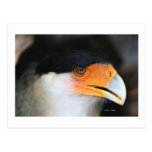 Crested caracara hawk head shot picture photo post card