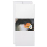 Crested caracara hawk head shot picture photo rack card template
