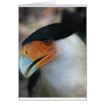 Crested Caracara hawk looking up at camera cards