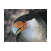 Crested Caracara hawk looking up at camera Post Cards
