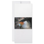 Crested Caracara hawk looking up at camera Rack Card Design