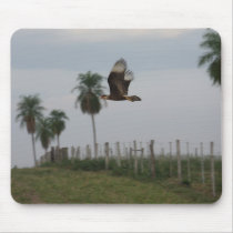 Crested Caracara in flight Mouse Pads