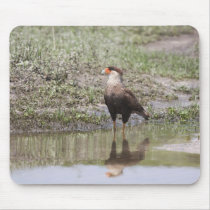 Crested Caracara Mousepads