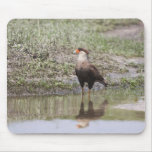 Crested Caracara mousepads