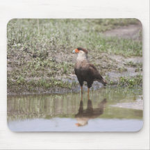 Crested Caracara Mousepads