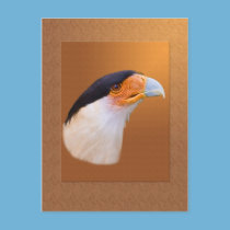 Crested Caracara  Postcard