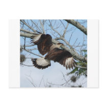Crested Caracara Postcard