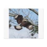 Crested Caracara postcards