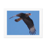 Crested Caracara postcards