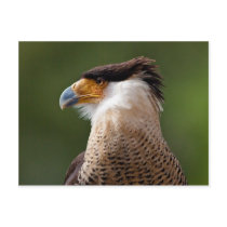 Crested Caracara Postcards