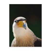 Crested Caracara Post Card