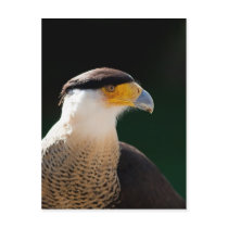 Crested Caracara Postcards