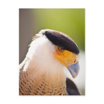 Crested Caracara Post Card