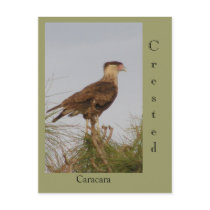 Crested Caracara Postcards